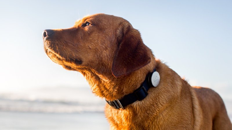 The Benefits Of GPS Tracker For A Dog
